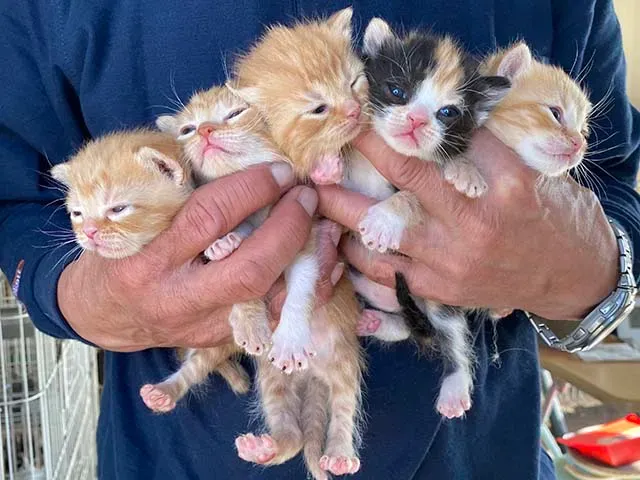 猫 専門 ブリーダーから迎える！生涯のパートナーとなる最高の猫を見つける秘訣